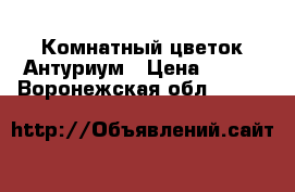 Комнатный цветок Антуриум › Цена ­ 300 - Воронежская обл.  »    